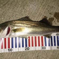 狙った魚は釣れない