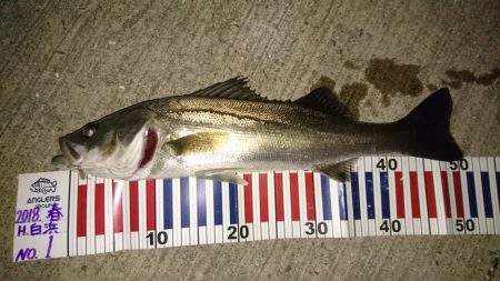 狙った魚は釣れない
