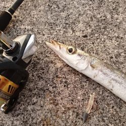 西表島 今日もオニカマス 渋いです。