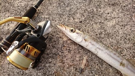 西表島 今日もオニカマス 渋いです。