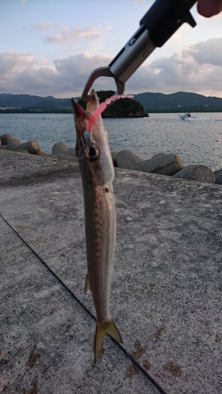 西表島 今日もオニカマス