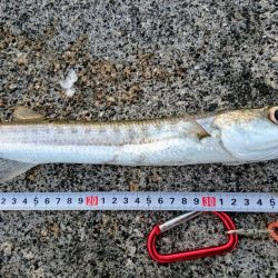 西表島 今日もオニカマス まだ渋いです。