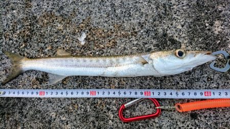 西表島 今日もオニカマス まだ渋いです。