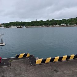 西表島 今日もバラクーダ