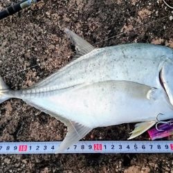 今日は無風 トップでロウニンアジ