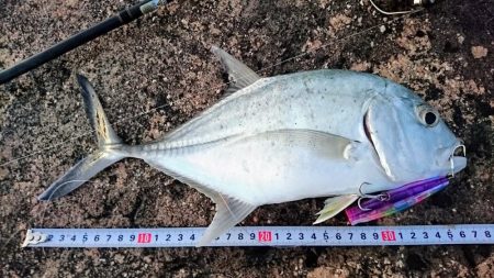 今日は無風 トップでロウニンアジ