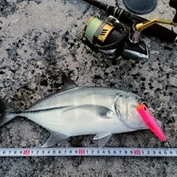 早朝よりポップクィーンでオニヒラアジ