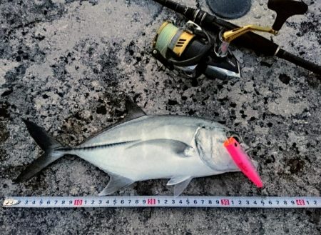 早朝よりポップクィーンでオニヒラアジ