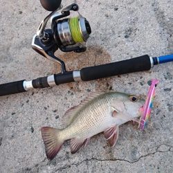 イケカツオです。