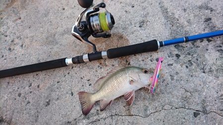 イケカツオです。