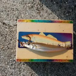 GW初釣行は志筑川護岸へ