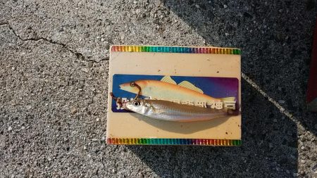 GW初釣行は志筑川護岸へ