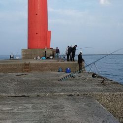 播磨新島へキス調査