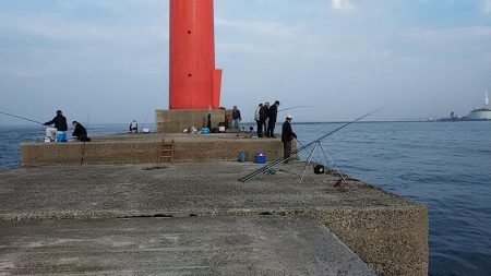 播磨新島へキス調査