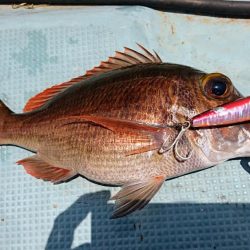 西表島１周オフショア