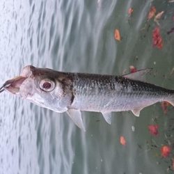 久しぶりのターポン