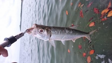 久しぶりのターポン