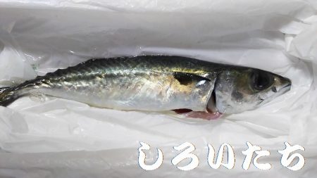 和歌山に行きました！