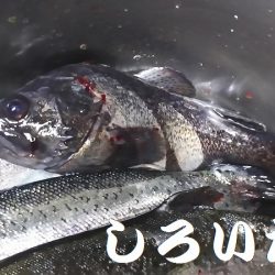 水宝さんにお世話になりました。