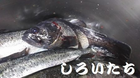 水宝さんにお世話になりました。