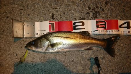 久しぶりのオカッパリシーバス