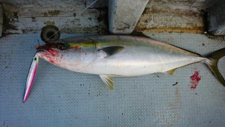 初日本海ジギング