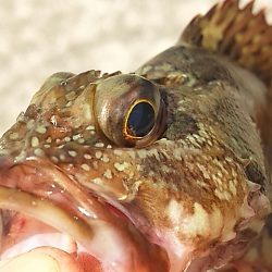 濁り以外は悪くないのに