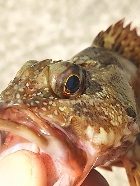 濁り以外は悪くないのに