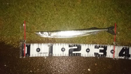 小雨の中でのシーバス狙い