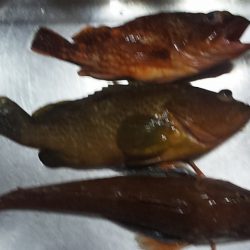 ホウボウが釣れ始めたよー