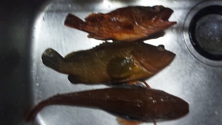 ホウボウが釣れ始めたよー