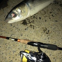 チヌのちメバル