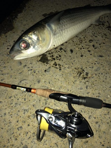 チヌのちメバル