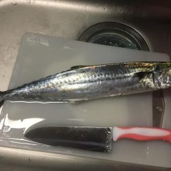 4日の日は飯なしでもいいっすよ？