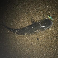 甲子園浜にバチ調査