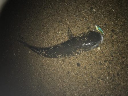 甲子園浜にバチ調査