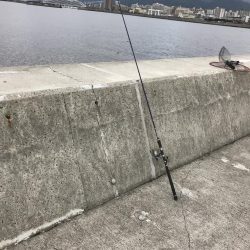 青物かと思った(T-T)