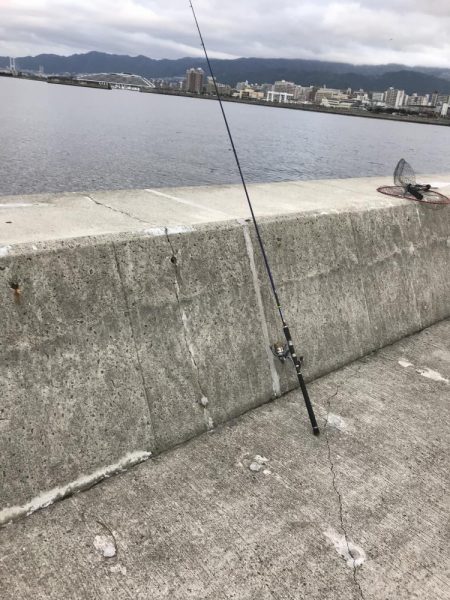 青物かと思った(T-T)