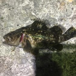 漁港ライトゲーム