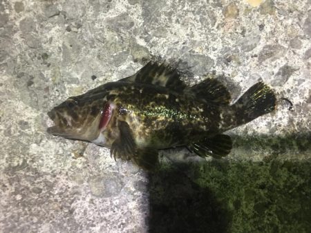 漁港ライトゲーム