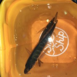 サビキとアジング