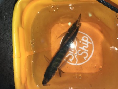 サビキとアジング