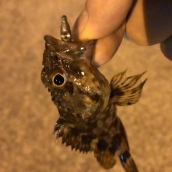 ロックフィッシュ狙いで