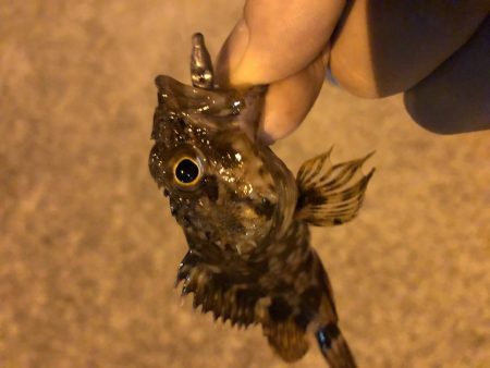 ロックフィッシュ狙いで