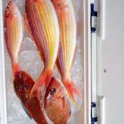 徳島県南タイラバ