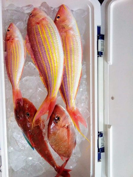 徳島県南タイラバ