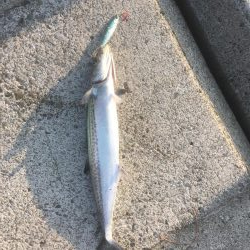 処分場L字でサゴシとエソ祭り