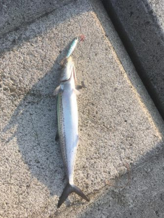 処分場L字でサゴシとエソ祭り