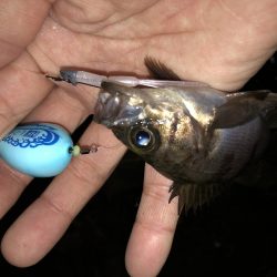 こりゃまた炉利やな。