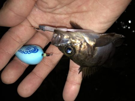 こりゃまた炉利やな。